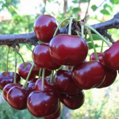 Вишня НОРД СТАР в Кирове