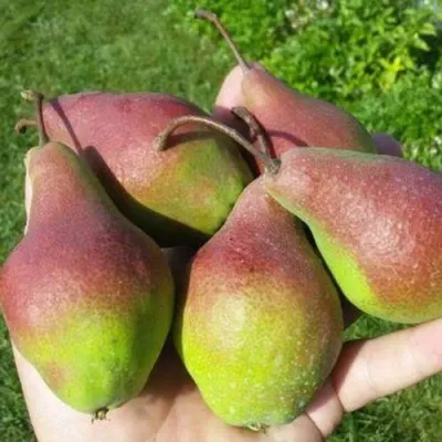 Груша ЯКОВЛЕВСКАЯ в Кирове