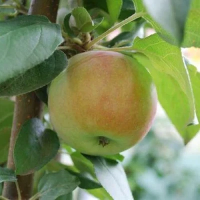 Яблоня ПОДСНЕЖНИК стелющаяся в Кирове