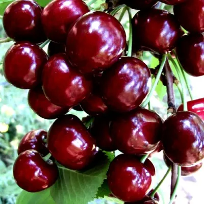 Черешня ОЛЕНЬКА в Кирове