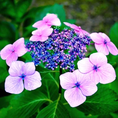 гортензия блюберд пильчатая