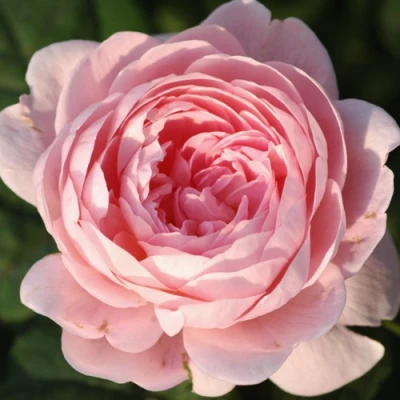 саженцы розы КУИН ОФ СУИДЕН