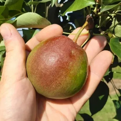 Груша КУПАЛА в Кирове