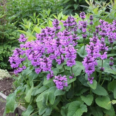 Буквица крупноцветковая в Кирове