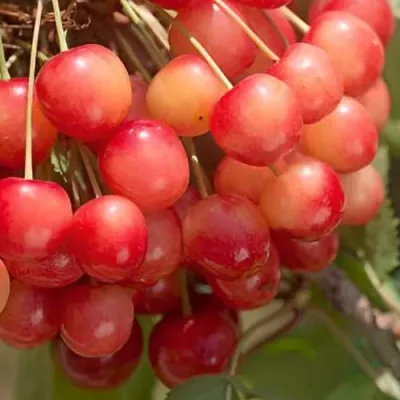 Черешня ЮЛИЯ в Кирове