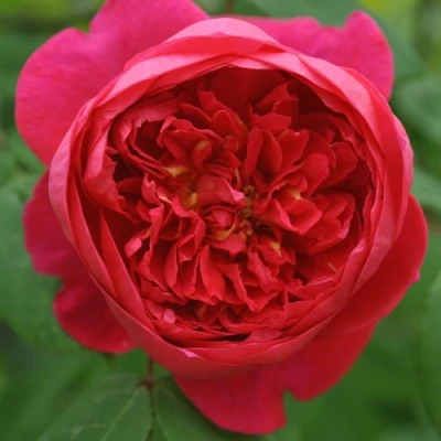 саженцы розы БЕНДЖАМИН БРИТТЕН