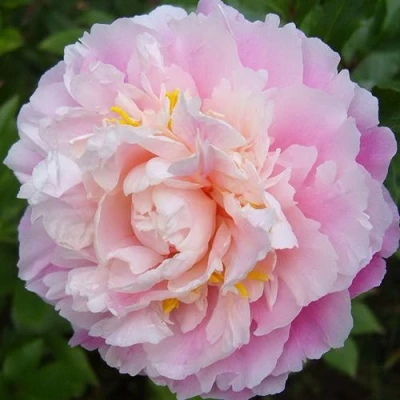 Пион РОЗОВОЕ ОБЛАКО травянистый в Кирове