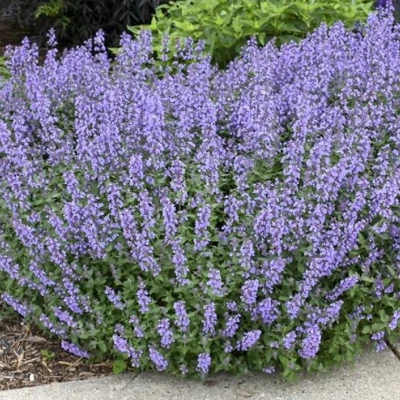 Котовник СИКС ХИЛЛС ГИАНТ в Кирове