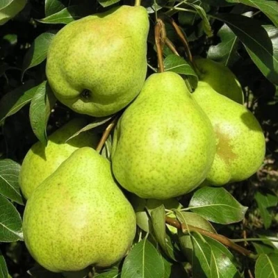 груша Августовская Роса