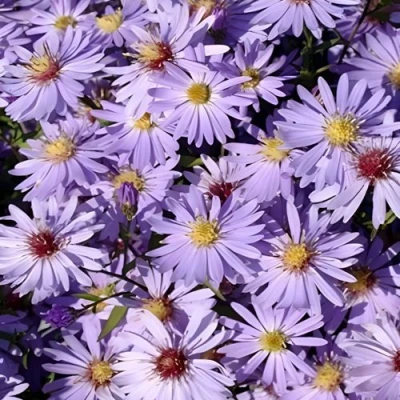 Астра БЛЮ ХЕВЕН сердцелистная в Кирове