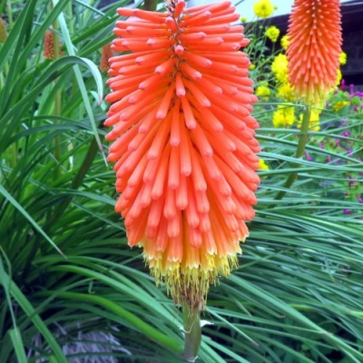 Книфофия БЕНГАЛ ФАЕР гибридная в Кирове