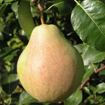 Груша ЛИРА в Кирове