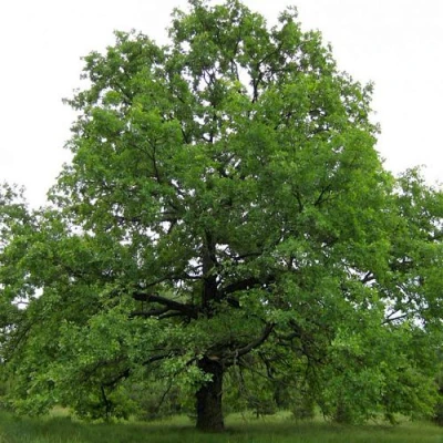 Дуб черешчатый  в Кирове