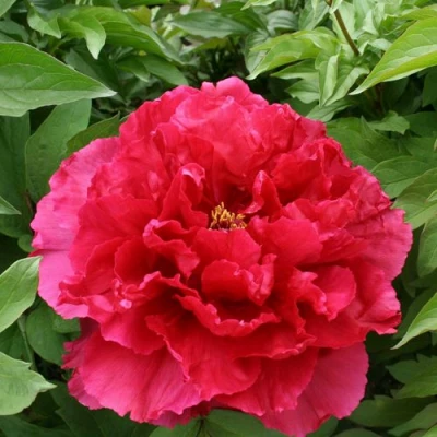 Пион АРОМАТНОЕ ВОСПОМИНАНИЕ древовидный в Кирове