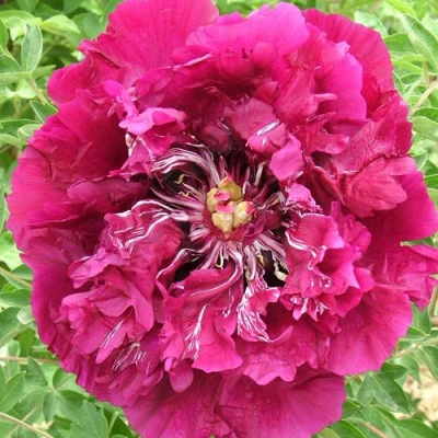 Пион ПУРПУРНЫЙ ОКЕАН древовидный в Кирове