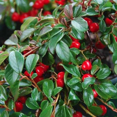 Кизильник Даммера в Кирове