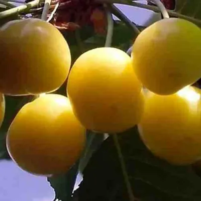 Черешня ЧЕРМАШНАЯ в Кирове