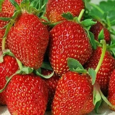 Клубника АЛЬБИОН ремонтантная в Кирове