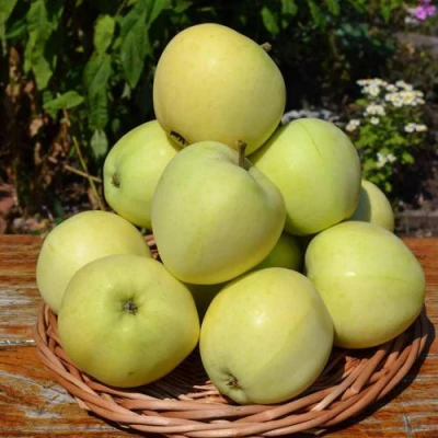 Яблоня ПАПИРОВКА в Кирове