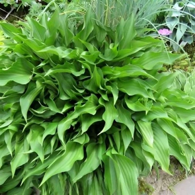 Хоста ГАРРИ ВАН ТРИЕР в Кирове