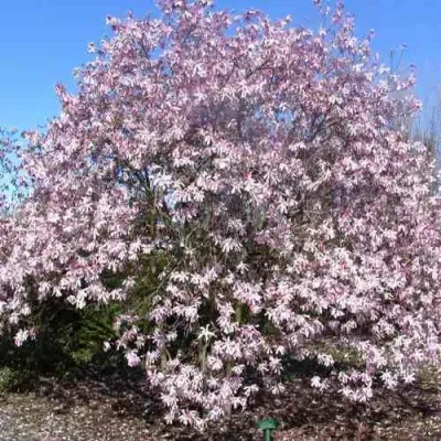 Магнолия РОЗЕЯ в Кирове