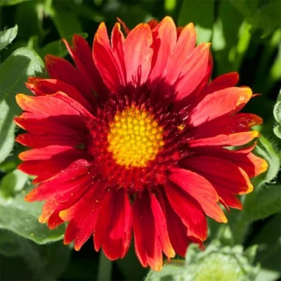 Гайлардия АРИЗОНА РЕД ШЕЙДС в Кирове