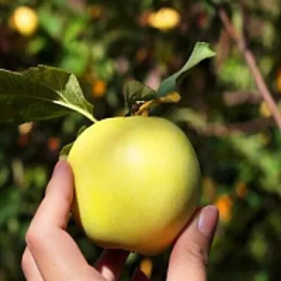 Яблоня РОССИЯНКА в Кирове