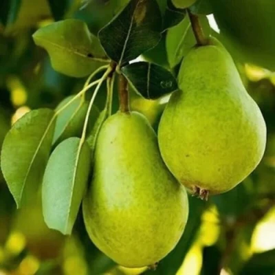 Груша СЕВЕРЯНКА колонновидная в Кирове