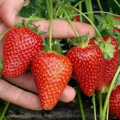 Клубника АЛЬБА в Кирове