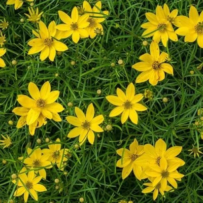 Кореопсис мутовчатый в Кирове