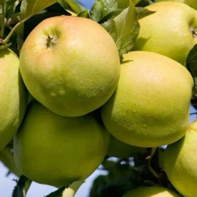 Яблоня МУТСУ в Кирове