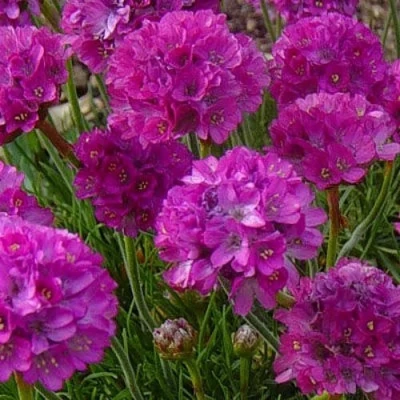 Армерия МОНИНГ СТАР ДИП РОУЗ в Кирове