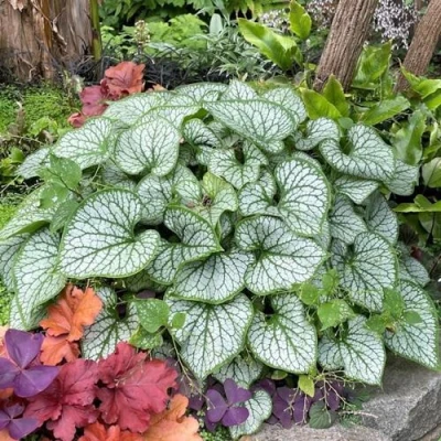 Бруннера ДЖЭК ФРОСТ в Кирове