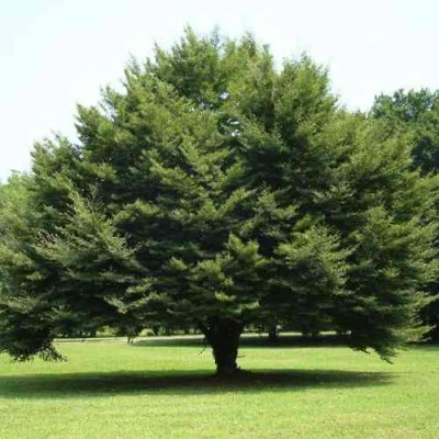 Бук обыкновенный в Кирове