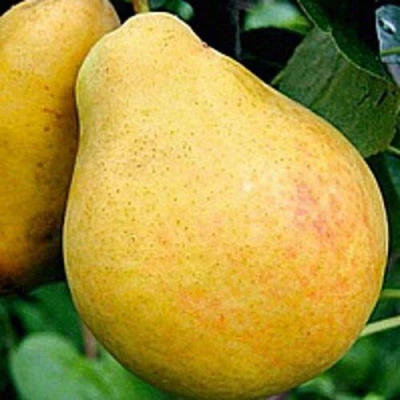 груша Сахарная