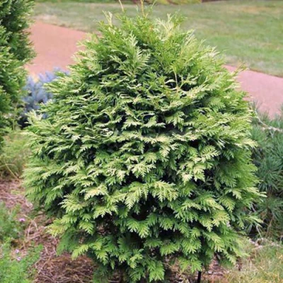 Туя ВАРЕАНА ЛЮТЕСЦЕНС западная в Кирове