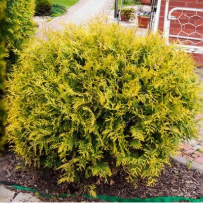 Туя КОЛЛЕРС ГОЛД складчатая в Кирове