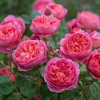 Роза БЕНДЖАМИН БРИТТЕН шраб в Кирове