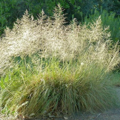 Каплесеменник воздушный в Кирове