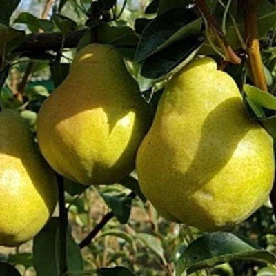 Груша СОКРОВИЩЕ в Кирове