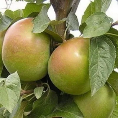 Яблоня БЕЛАНА в Кирове