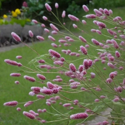 Кровохлебка РОК ЭНД РОЛЛ в Кирове