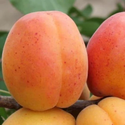 Абрикос ОЛИМП в Кирове