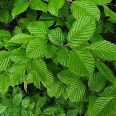 Граб  в Кирове