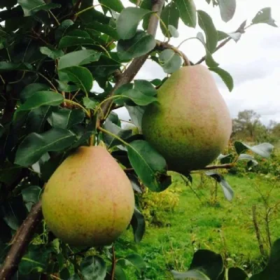 Груша ЛИРА в Кирове