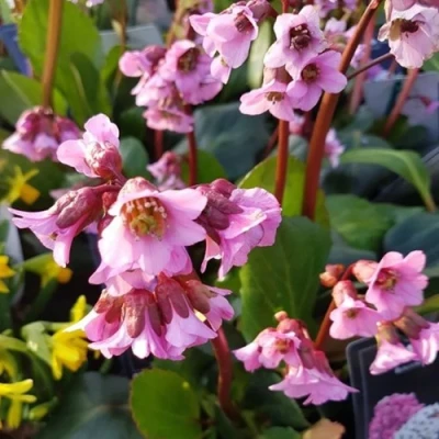 Бадан БЭБИ ДОЛЛ в Кирове