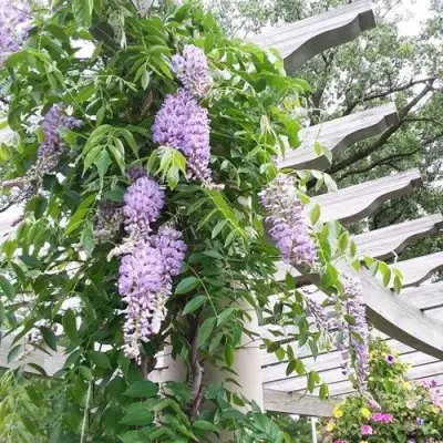 Глициния макростахия БЛЮ МУН в Кирове