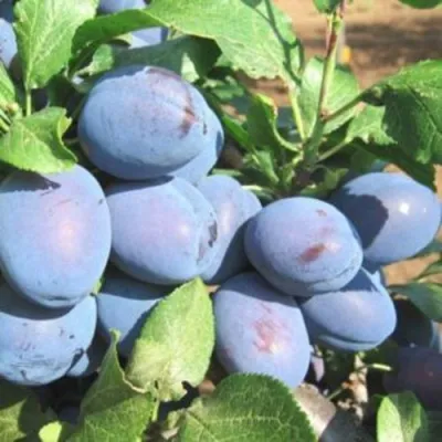 Слива ГИЛЬБЕРТ в Кирове