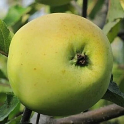 Яблоня РОССИЯНКА в Кирове