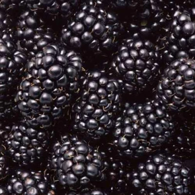 Ежевика ОРКАН бесшипная в Кирове